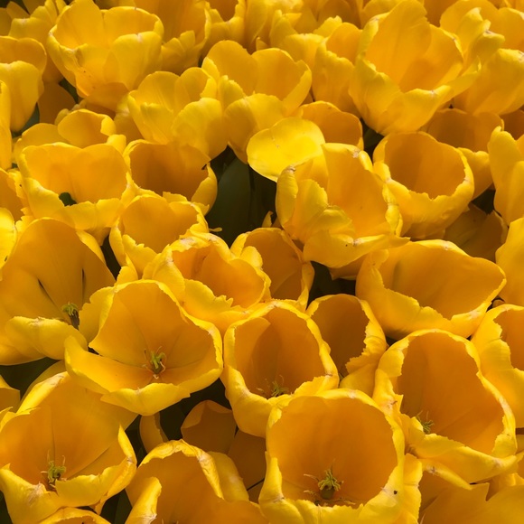 Meet your Posher, Ava - Picture 4 of 8